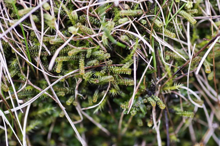 Paludella squarrosa